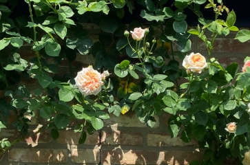 Rosen