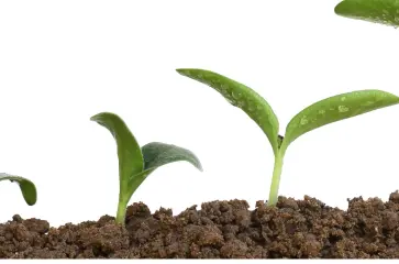  Zucht- und Pflanzmaterialien