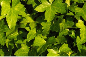 Efeu