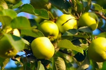Obst