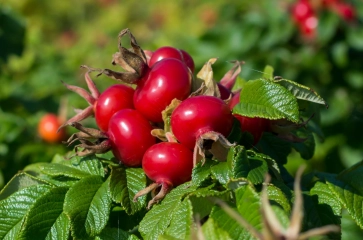 Kartoffelrose