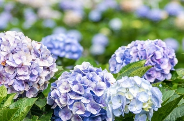 Hortensie