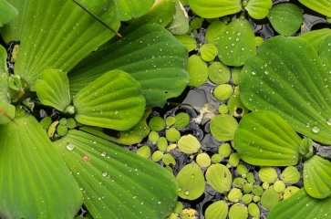 Wasserpflanzen