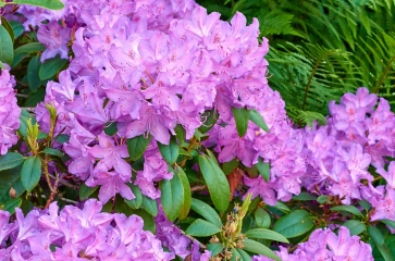 Rhododendren