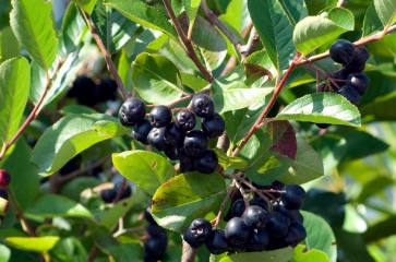 Apfelbeere