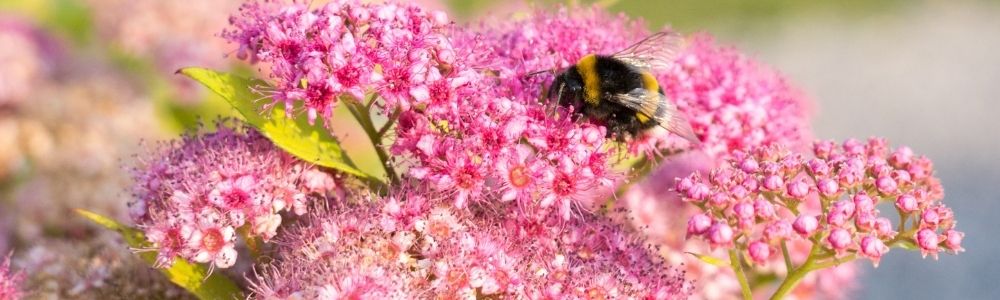 Biodiversität im Garten