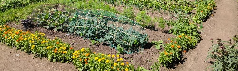 gemuse garten