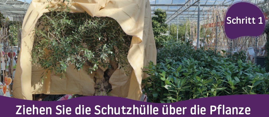 Ziehen Sie die Schutzhülle über die Pflanze