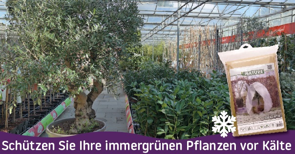 Schützen Sie Ihre immergrünen Pflanzen vor Kälte