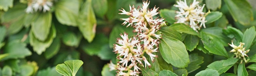 Dickmännchen 'Green Sheen' - Pachysandra terminalis 'Green Sheen'