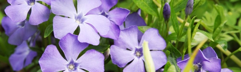 Großes Immergrün - Vinca major