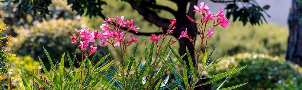 Garten mediterranes Flair 3