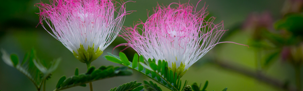 Der Seidenbaum Blumen