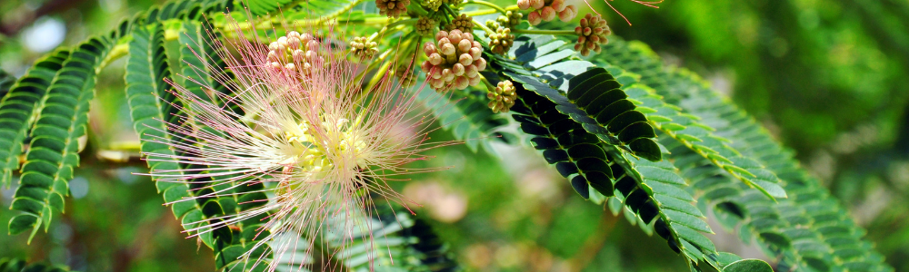 Der Seidenbaum Tropical Dream