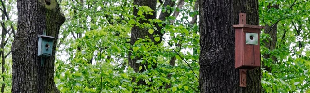 Platzieren Sie Vogelhäuschen