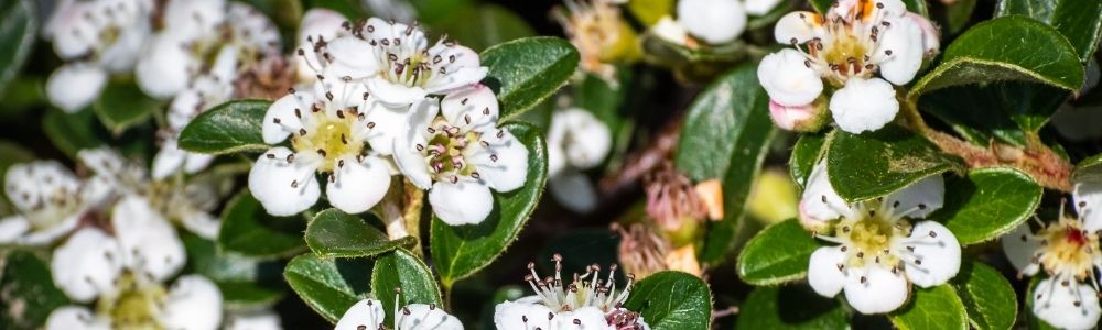 Zwergmispel - Cotoneaster dammeri