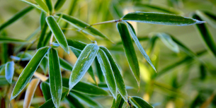 Bambus als Hecke: die ideale grüne Abgrenzung für Garten oder Balkon