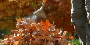 blatter im garten aufraumen