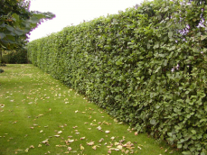 Die schönsten immergrünen Heckenpflanzen für jeden Garten!