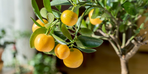 Ein Baum im Topf: der grüne Blickfang für Garten und Terrasse