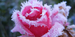 Vorbereiten auf den Winter: so schützen Sie Ihre Pflanzen vor Frost