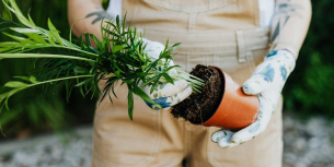Pflanzen im Garten umtopfen: wann und wie macht man das?