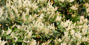 Unterschied zwischen Lorbeer und Kirschlorbeer: Das solltest du f&uuml;r Garten oder Hecke wissen