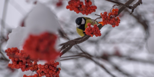 vogeln im garten winter