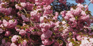 Japanische Zierkirsche Prunus