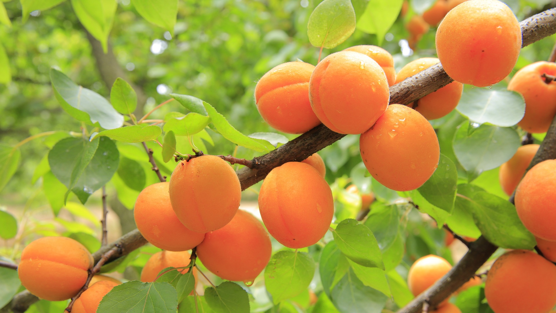 Aprikosenbäume: Das gelingt auch in Deutschland