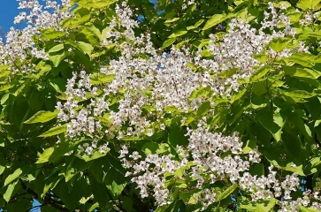 Kugelbäume