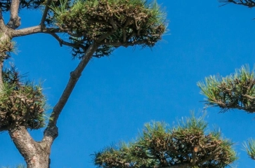 Bonsai Bäume