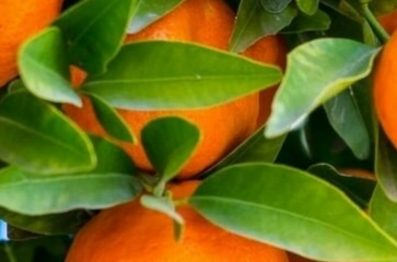 Obstbäume