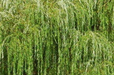 Trauerbäume
