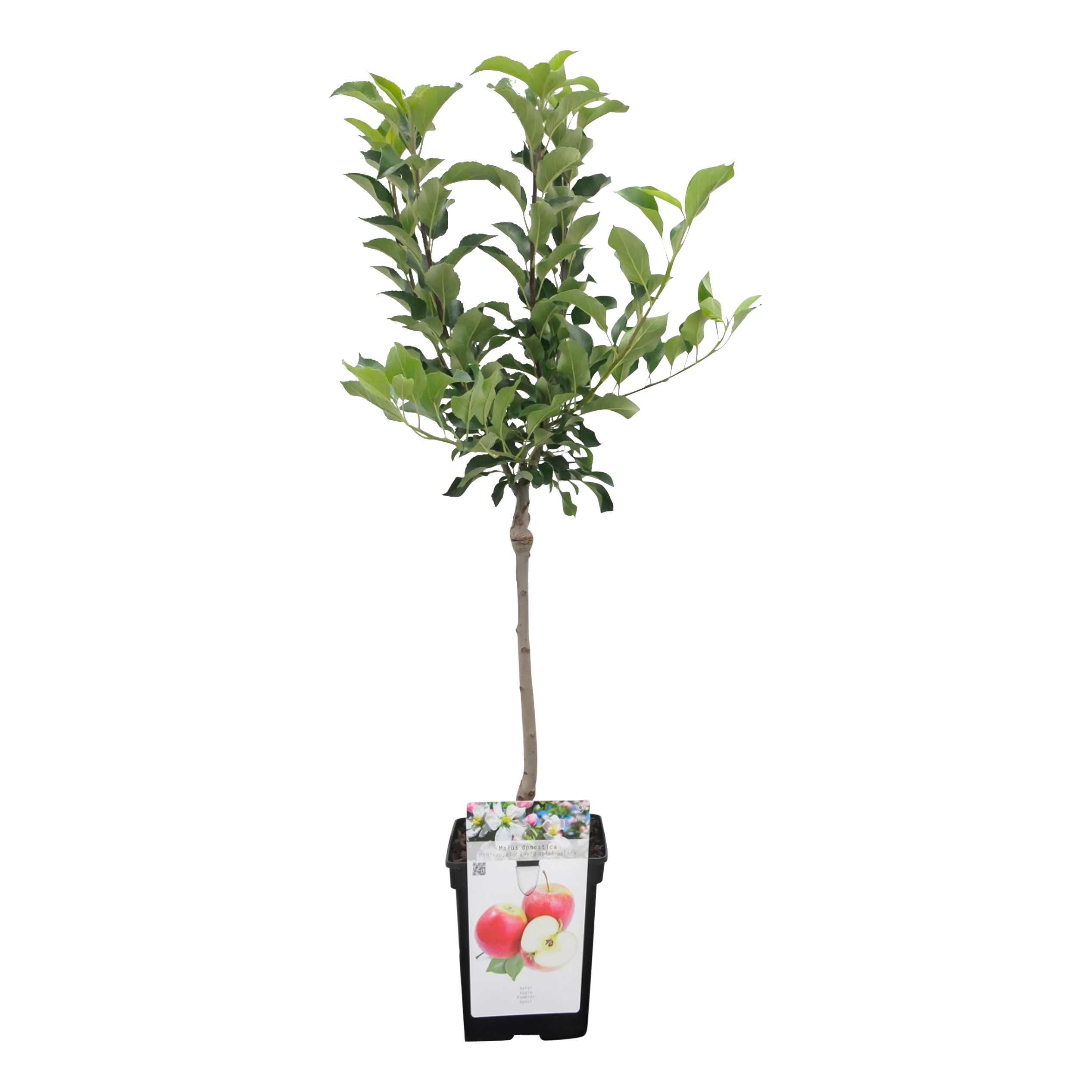 Auf der Suche nach Malus d. 'Gravenstein? Budgetplant!