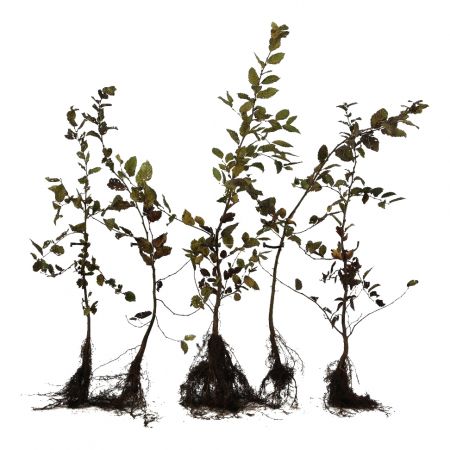 Hainbuche 60-80 cm WG