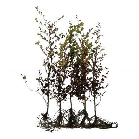 Hainbuche 125-150 cm WG