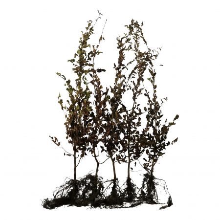 Hainbuche 150-175 cm WG