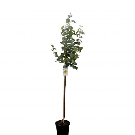 Halbstamm Quittebaum 'Vranja'