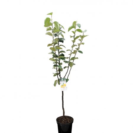 Cydonia o. 'Vranja'