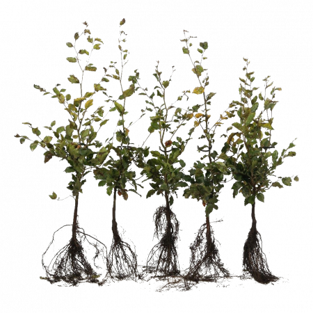 Rotbuche 60-80 cm WG