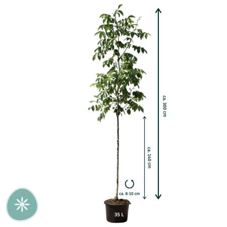 Walnussbaum 'Broadview'