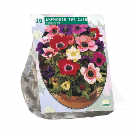 Anemone de Caen Mix, 30 Stück