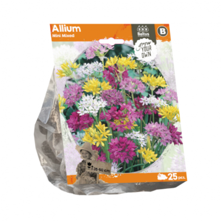 Zierlauch mini mixed (sp) per 25