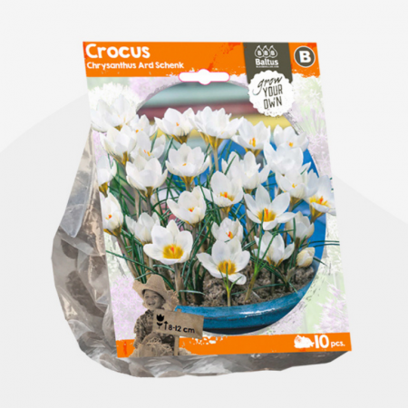 Crocus 'Ard Schenk' 10 Stück