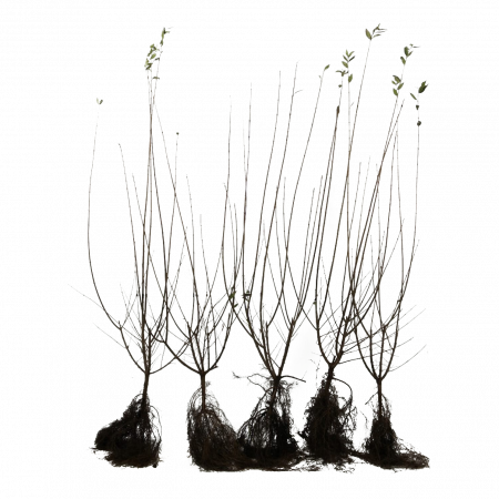 Wintergrüner Liguster 'Atrovirens' 60-100 cm WG 