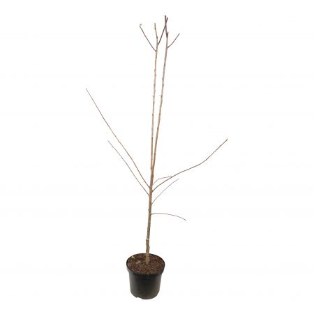 Prunus d. 'Victoria'