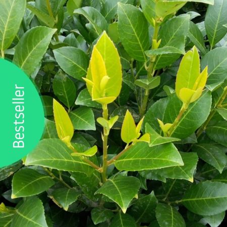 Kirschlorbeer 'Rotundifolia'