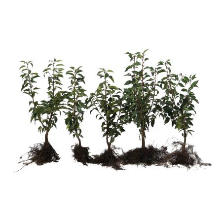 Kirschlorbeer Rotundifolia 30-40 cm 