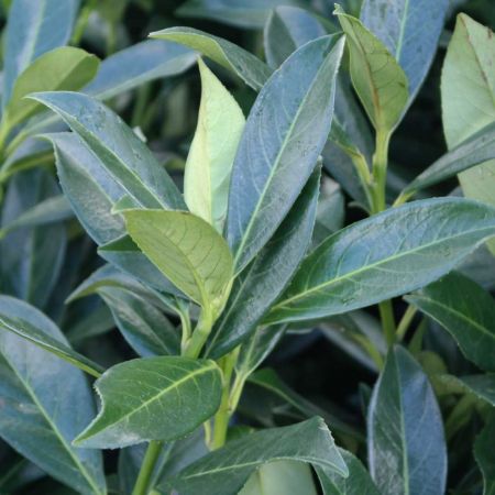 Kirschlorbeer 'Caucasica'  